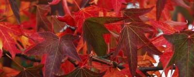 LIQUIDAMBAR styraciflua 'WORPLESDON' 01