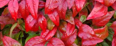 NANDINA domestica 'FIRE POWER' 01