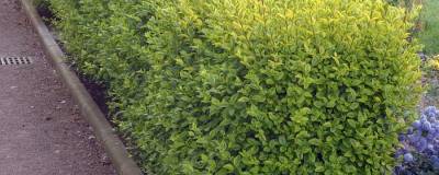 LIGUSTRUM ovalifolium 'AUREUM' VT 01