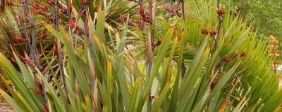 PHORMIUM tenax 01