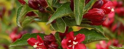 WEIGELA NAIN ROUGE (R) 'Courtanin' cov 01