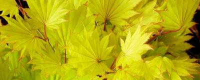 ACER shirasawanum 'AUREUM' (=japonicum 'AUREUM') 01