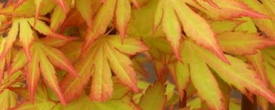 ACER palmatum 'ORANGE DREAM' 01