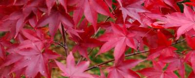 ACER palmatum 'OSAKAZUKI' 01