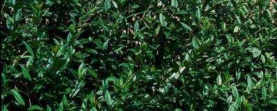 LIGUSTRUM vulgare 'ATROVIRENS SELECT' 01