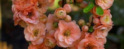 CHAENOMELES x superba 'CAMEO' 01