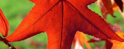 LIQUIDAMBAR styraciflua 01