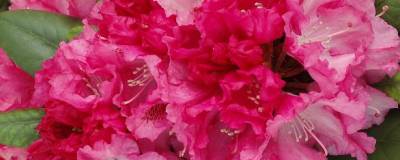 RHODODENDRON yakushimanum 'SONATINE' 01