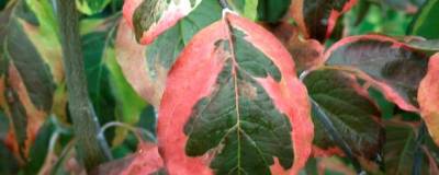 CORNUS florida 'DAYBREAK' 01