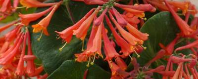 LONICERA x brownii 'DROPMORE SCARLET' 01