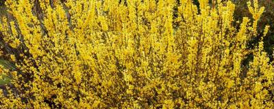 FORSYTHIA x intermedia MELEE D'OR (R) 'Courtaneur' cov 01