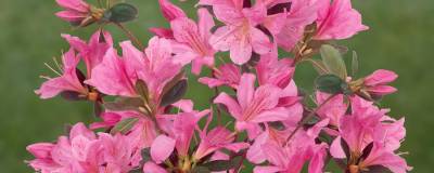 AZALEA japonica 'GILBERT MULLIE' 01