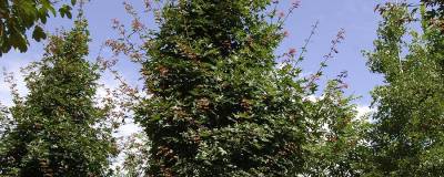 ACER x zoeschense 'ANNAE' 01
