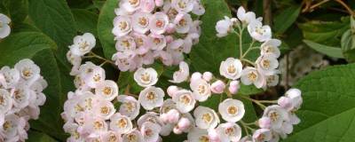 DEUTZIA compacta 'LAVENDER TIME' 01