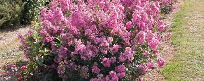 LAGERSTROEMIA indica 'PETIT PINK' 01