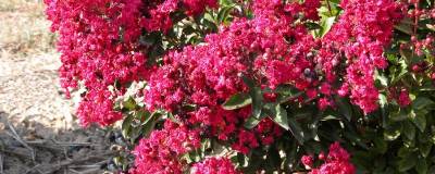 LAGERSTROEMIA indica 'PETIT RED' 01