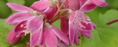 DEUTZIA 'TOURBILLON ROUGE' = STRAWBERRY FIELDS 01