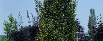 CARPINUS betulus 'FRANS FONTAINE' 01