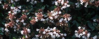 ABELIA x grandiflora 'SEMPERFLORENS' 01
