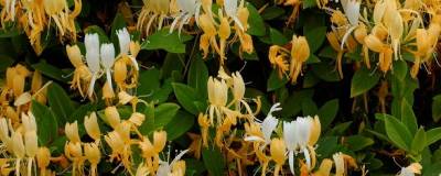 LONICERA japonica 'HALLIANA' 01