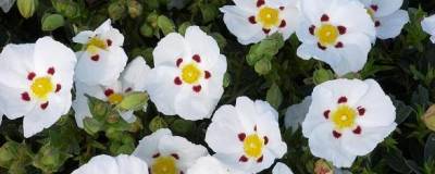 CISTUS x dansereaui 'DECUMBENS' 01