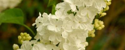 SYRINGA vulgaris 'PRIMROSE' 01