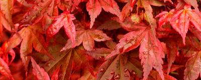 ACER palmatum 'DESHOJO' 01