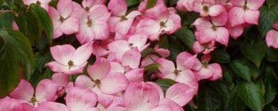 CORNUS kousa 'SATOMI' 01