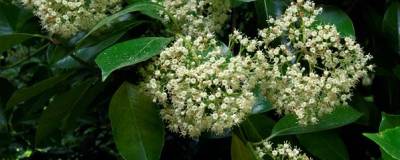 VIBURNUM odoratissimum 01