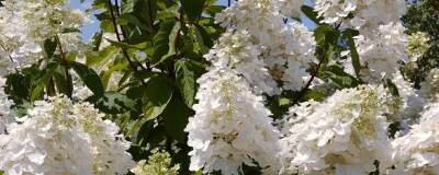 HYDRANGEA paniculata 'UNIQUE' 01