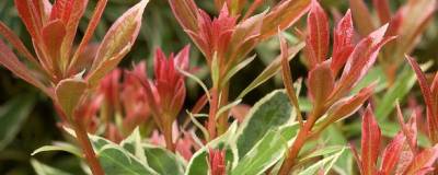 PIERIS japonica 'LITTLE HEATH VARIEGATA' 01