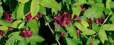 LONICERA tatarica 'HACK'S RED' 01