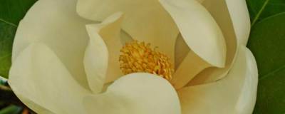 MAGNOLIA grandiflora 'EXMOUTH' 01