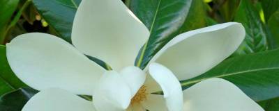 MAGNOLIA grandiflora 'GALISSONIENSIS' 01