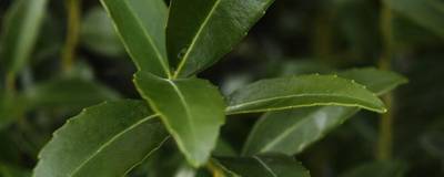 ILEX maximowicziana var.kanehirae 01