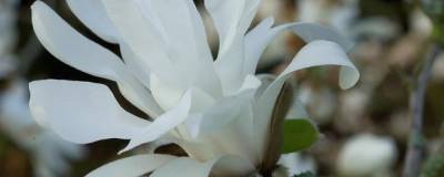 MAGNOLIA stellata 01