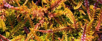 CALLUNA vulgaris 'WICKWAR FLAME' 01