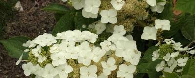 HYDRANGEA quercifolia 'ALICE' 01