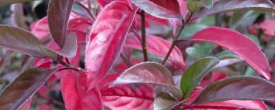 VIBURNUM 'Le Bois Marquis' cov 01