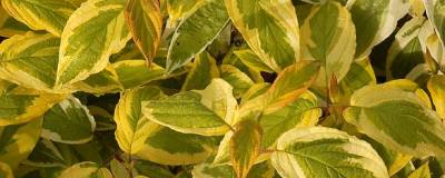 CORNUS sericea 'HEDGEROWS GOLD' 01