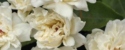 ROSA banksiae 'ALBA PLENA' 01