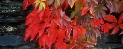 PARTHENOCISSUS quinquefolia 01