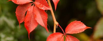 PARTHENOCISSUS quinquefolia var.engelmannii 01