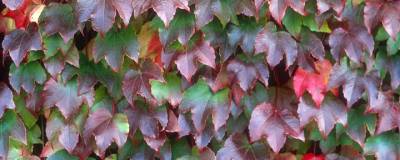 PARTHENOCISSUS tricuspidata 'VEITCHII' 01