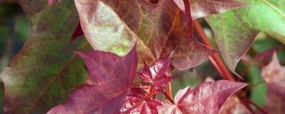 ACER cappadocicum 'RUBRUM' 01