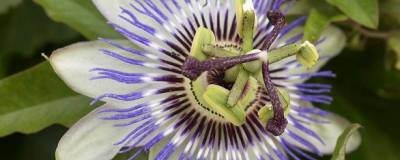 PASSIFLORA caerulea 01