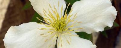 CLEMATIS montana var.grandiflora 01