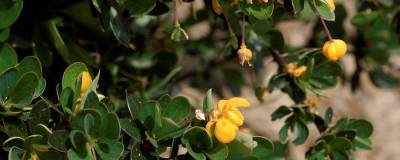 BERBERIS buxifolia 'NANA' 01