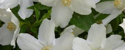 PHILADELPHUS 'SILBERREGEN' 01