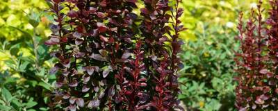 BERBERIS thunbergii 'Redtorch' cov 01